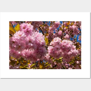 Profuse Sunlit Cherry Blossom Posters and Art